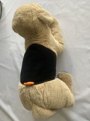 Ceinture pour animaux de compagnie